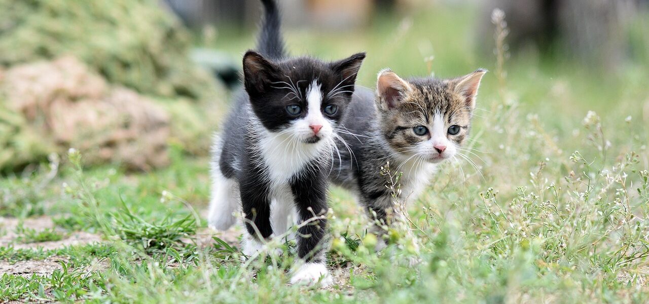 ねこーテストー